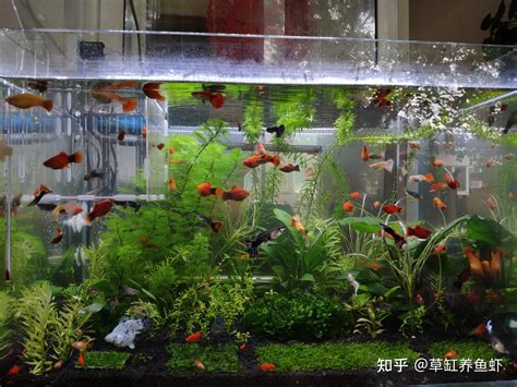 老李的魚缸|新手養魚如何更好認識「老三樣」